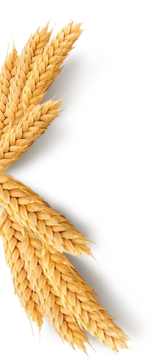 Produzione estratti naturali di malto e luppolo Naturiex